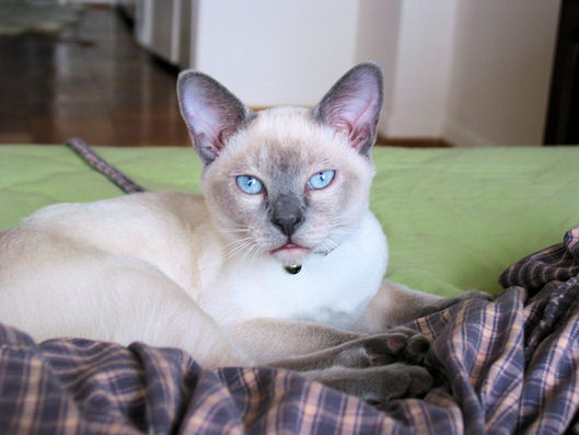 FROSTY RESTING ON BED