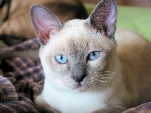 HANDSOME FROSTY