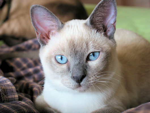 HANDSOME FROSTY