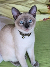 HANDSOME FROSTY