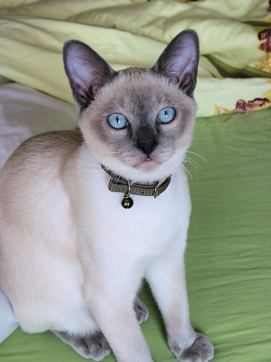HANDSOME FROSTY