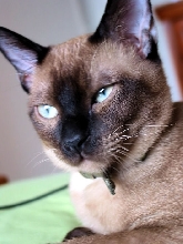 HANDSOME BOY