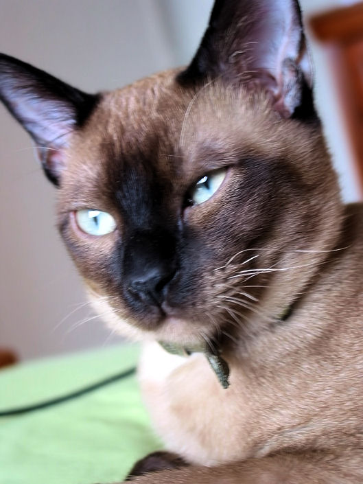 HANDSOME BOY
