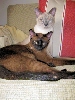 shako and frosty on the sofa