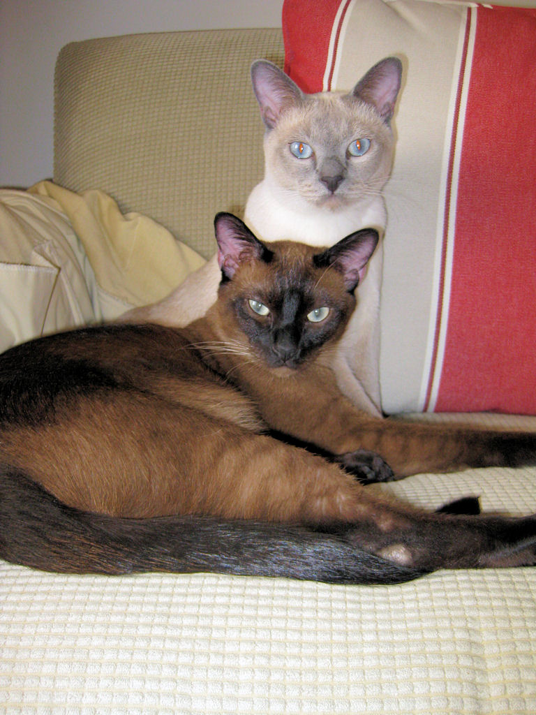shako and frosty on the sofa