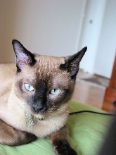 SHAKO'S EYES