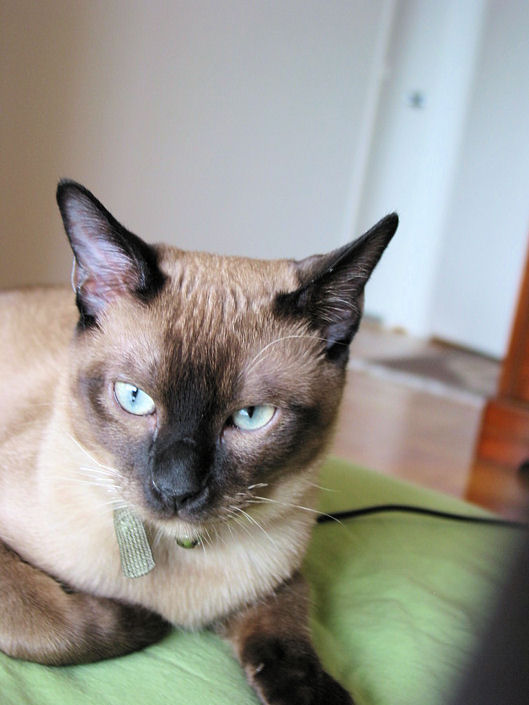 SHAKO'S EYES