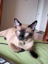 MY NATURAL MINK