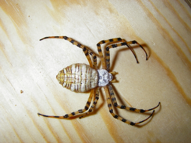 Cookie spider 2