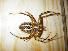 Cookie spider?