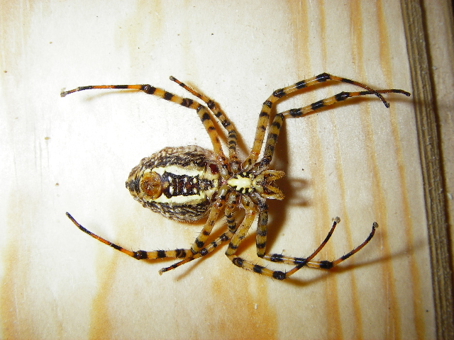 Cookie spider?