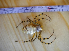 Cookie Spider 3