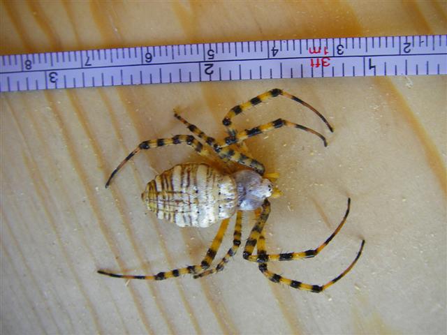 Cookie Spider 3