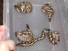 baby ball pytons