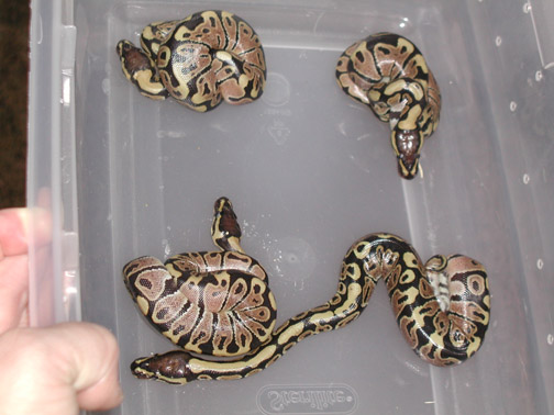 baby ball pytons