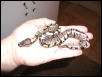 first 2003 ball python out of the egg.