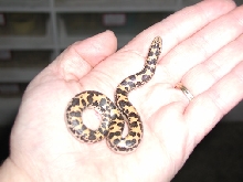 2003 kenyan sand boa pic
