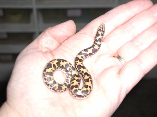 2003 kenyan sand boa pic