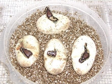 My first ball pythons hatching