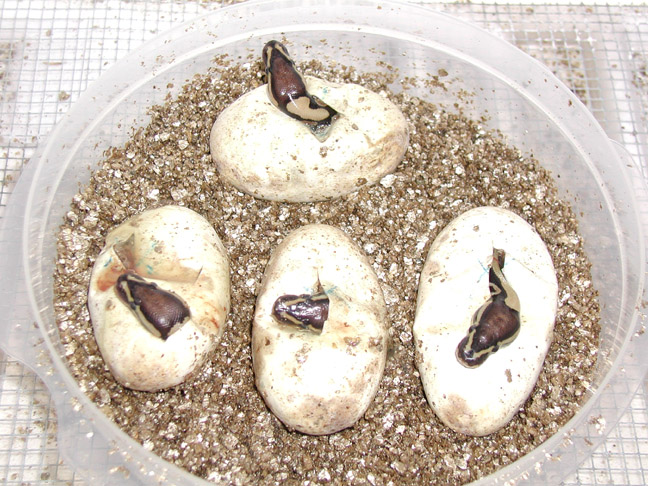 My first ball pythons hatching