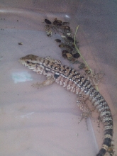 Maynard my red tegu