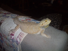 Big lizard