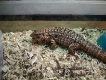 red tegu