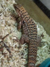 Maynard