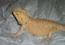 Cooper