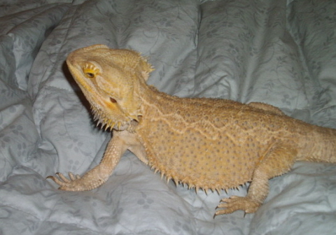 Cooper