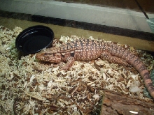 red tegu