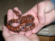 Doodamus Snake Dah