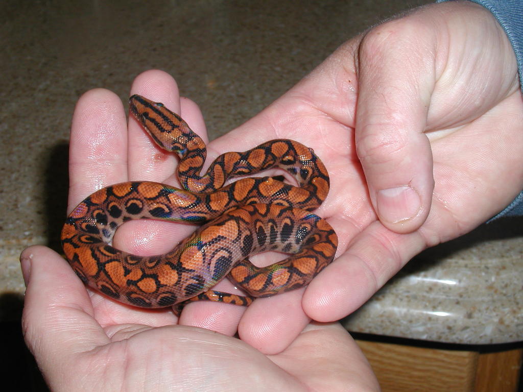 Doodamus Snake Dah