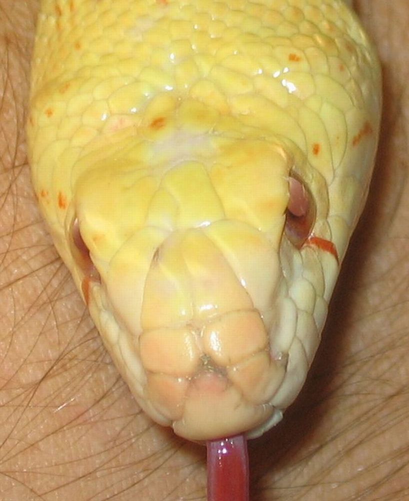 Face Shot