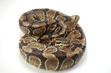 2008 Enchi female