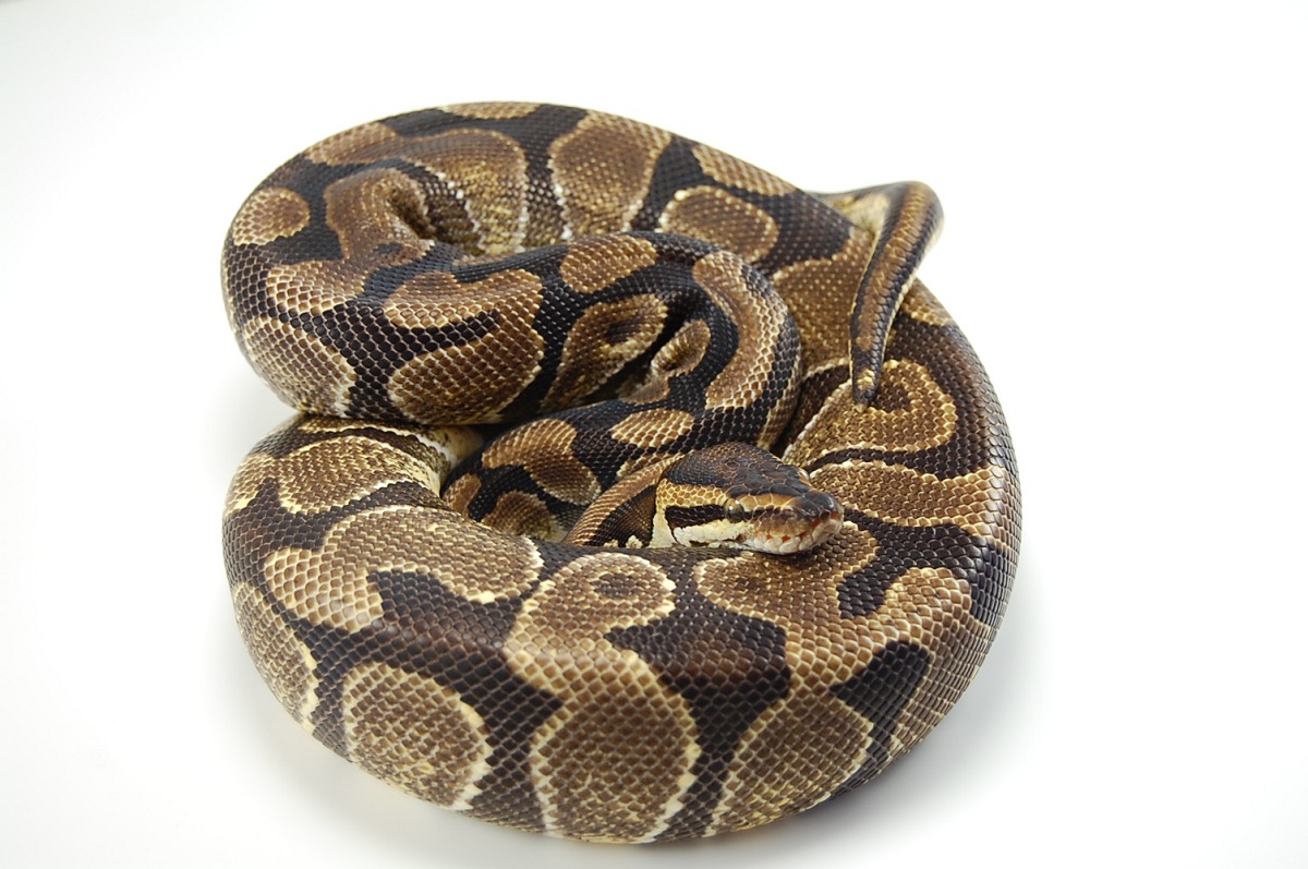 2008 Enchi female