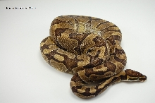 2009 Enchi male ph ghost