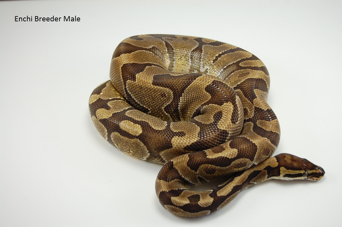 2009 Enchi male ph ghost