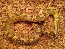 721 Gram female super enchi