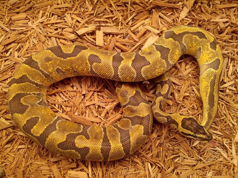 721 Gram female super enchi