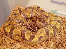 721 Gram female super enchi