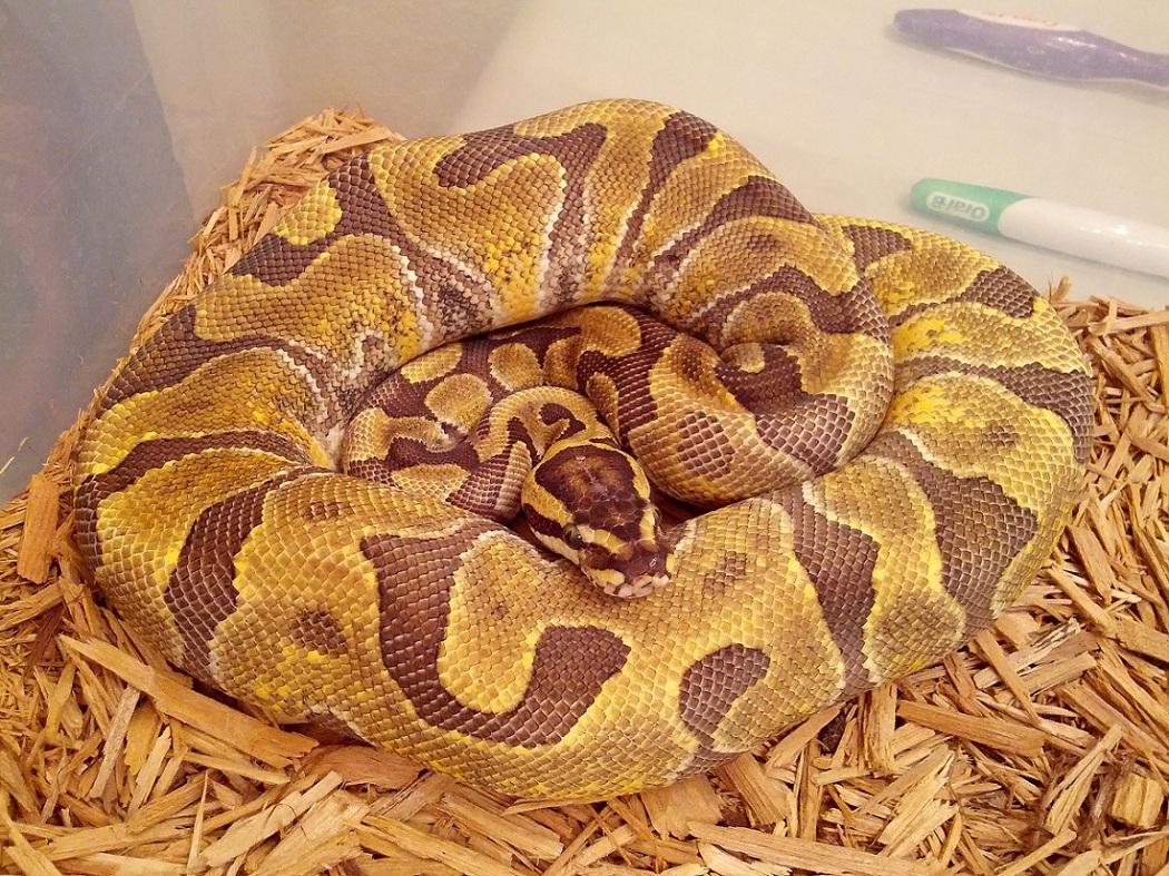 721 Gram female super enchi