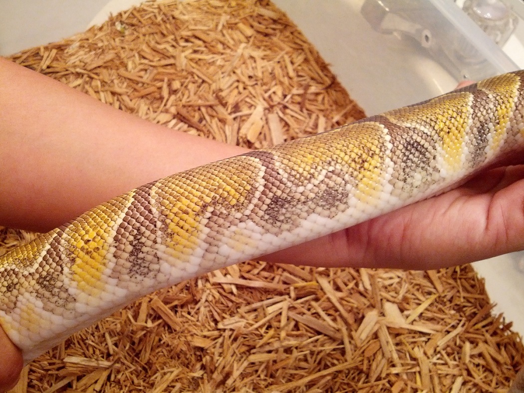 721 Gram female super enchi