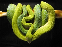 Chondro pair