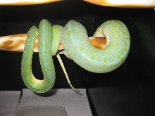 Gravid chondro