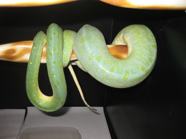 Gravid chondro