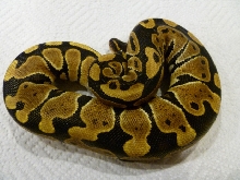 female ball