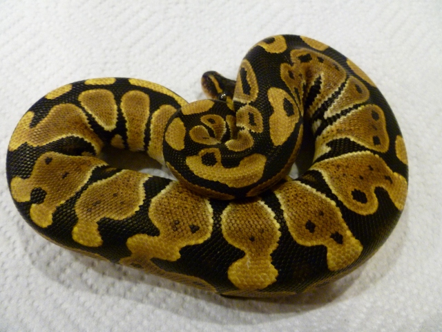 female ball