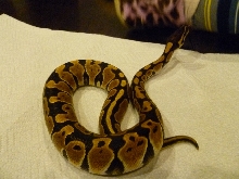 Female Ball 2