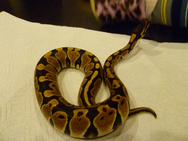 Female Ball 2